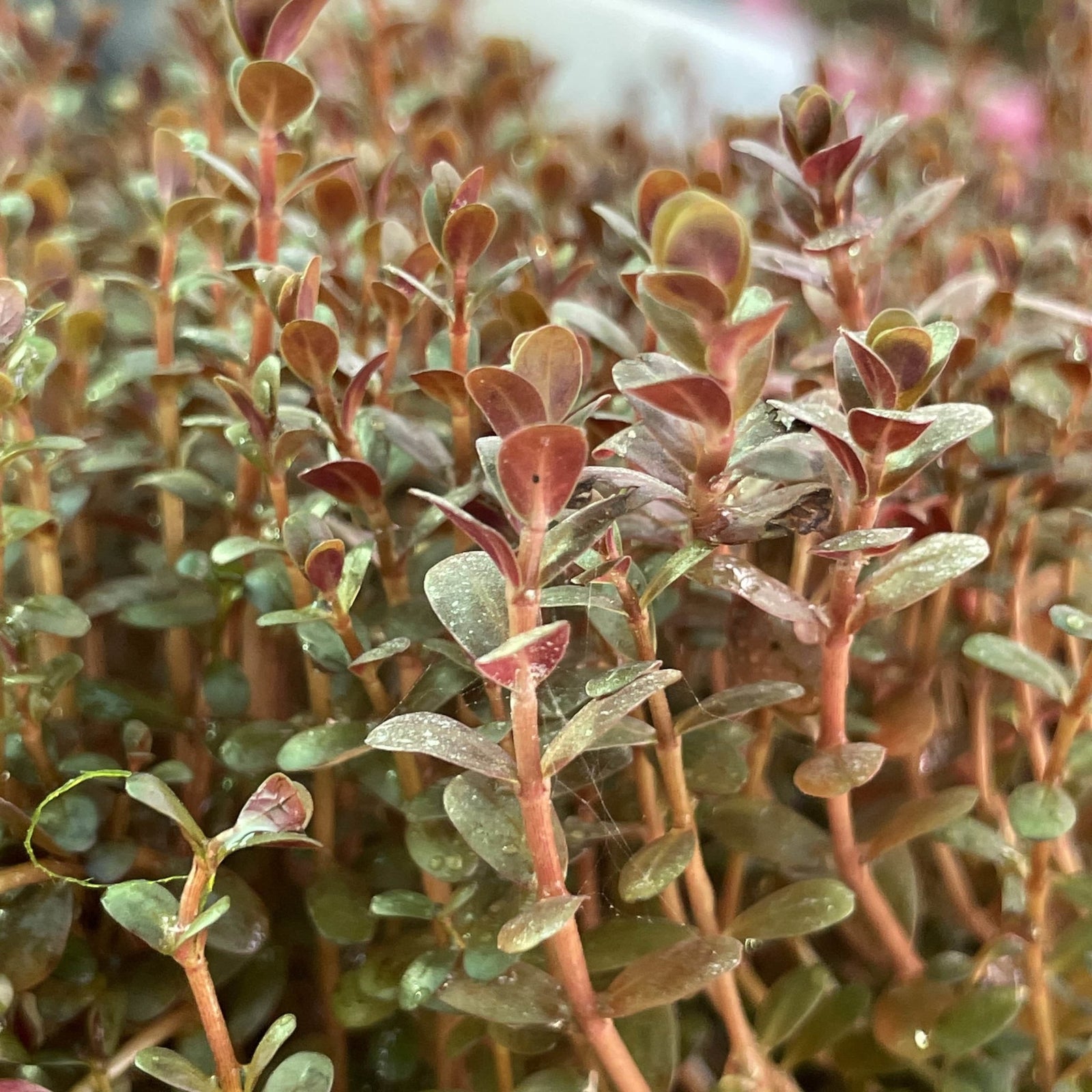 Rotala Mini Super Red - Aquarium Plants Factory