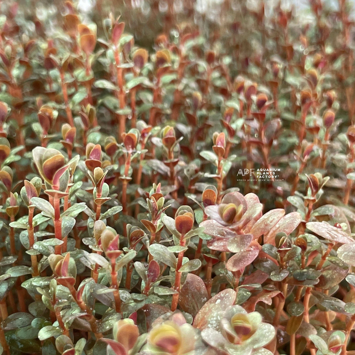 Rotala Mini Super Red