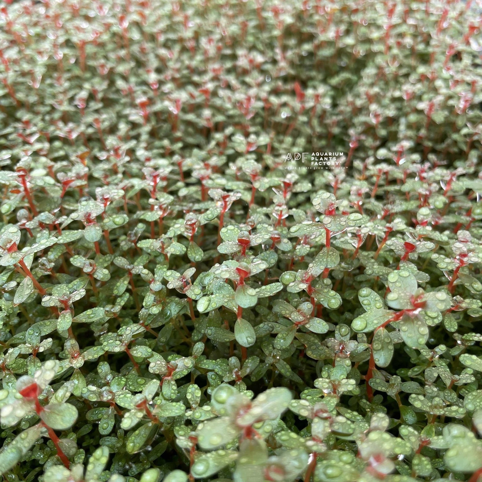 Rotala Mini Super Red - Aquarium Plants Factory