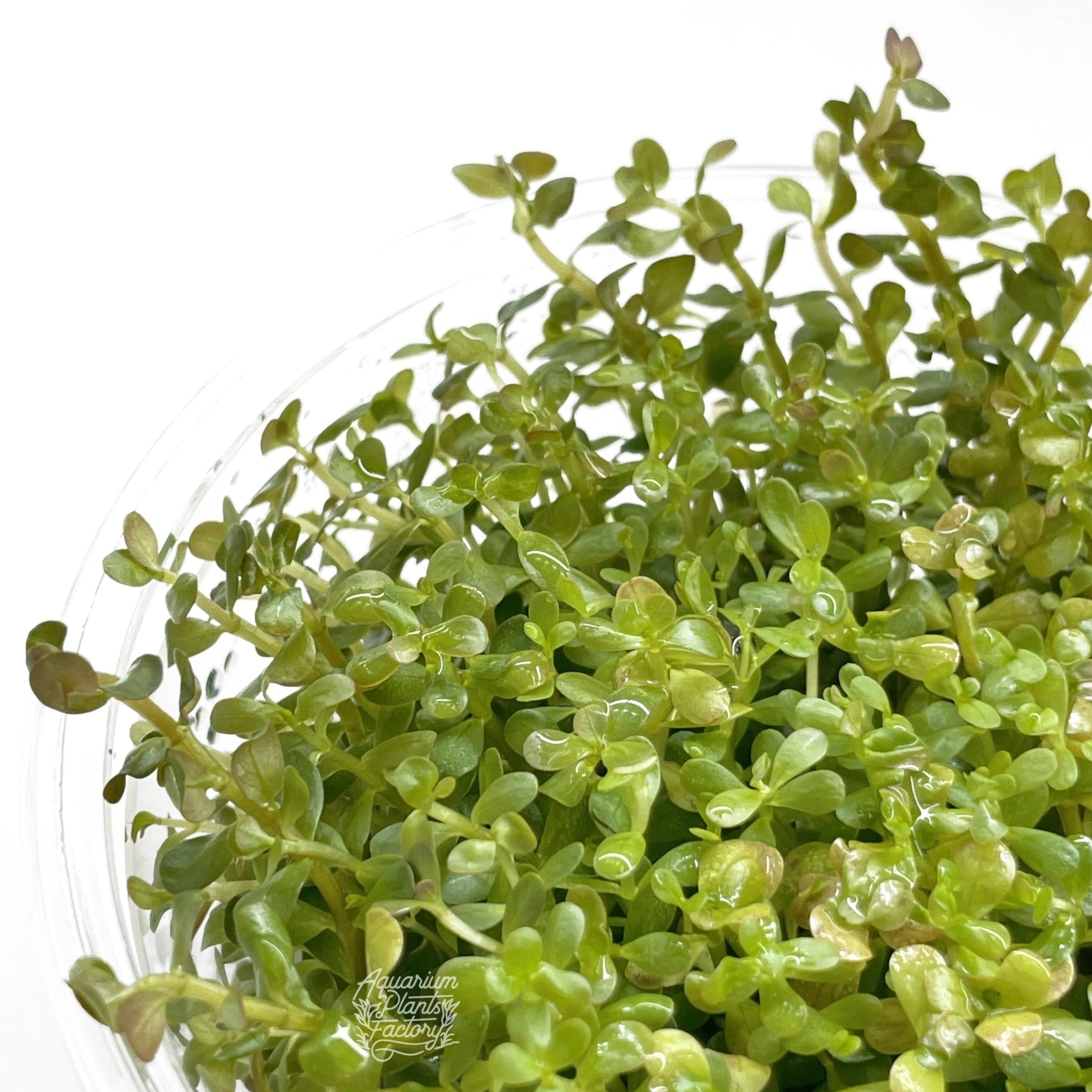 Rotala Orange Juice - Tissue Culture Cup - Aquarium Plants Factory