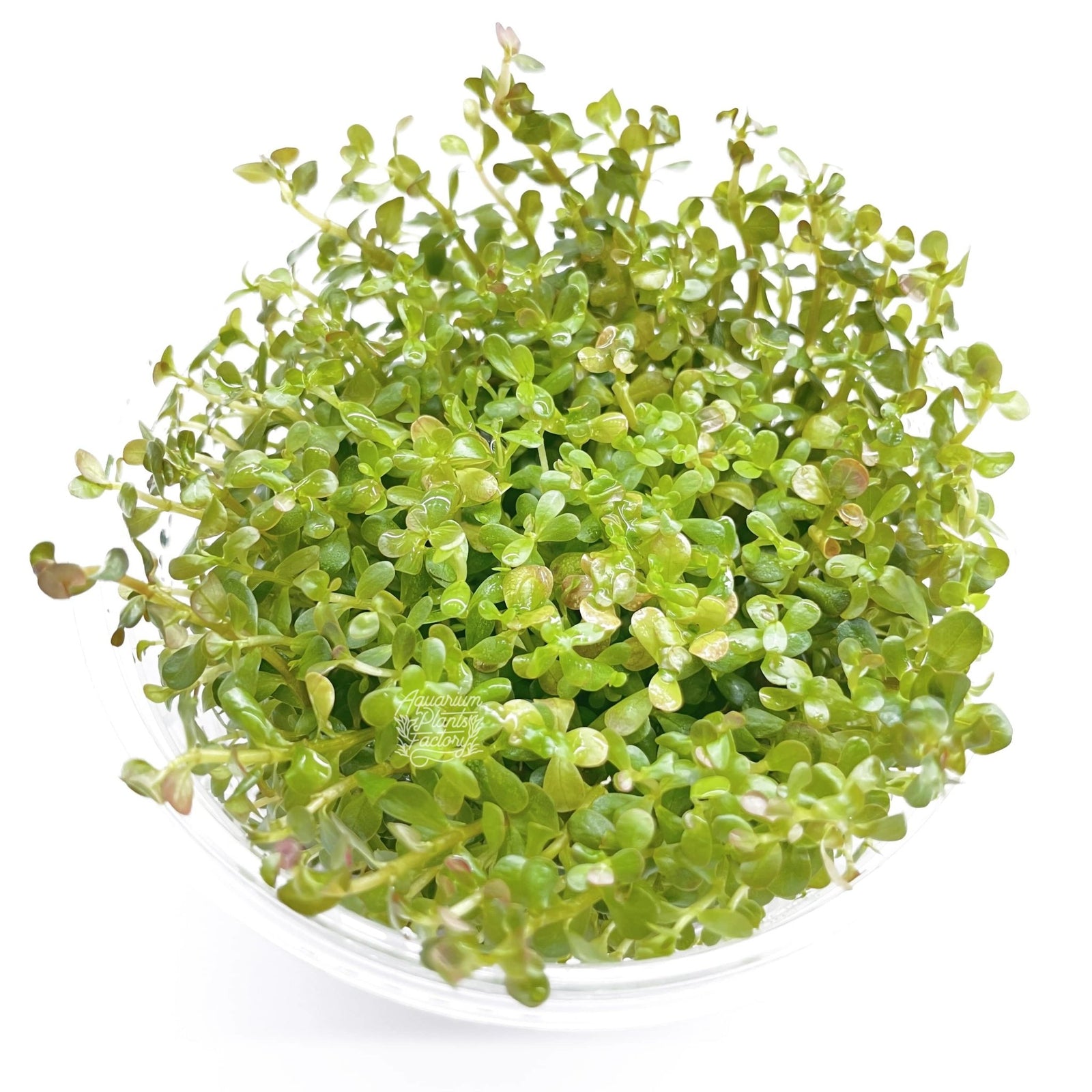 Rotala Orange Juice - Tissue Culture Cup - Aquarium Plants Factory