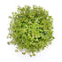 Rotala Orange Juice - Tissue Culture Cup - Aquarium Plants Factory