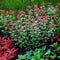 Rotala Pearl - Aquarium Plants Factory