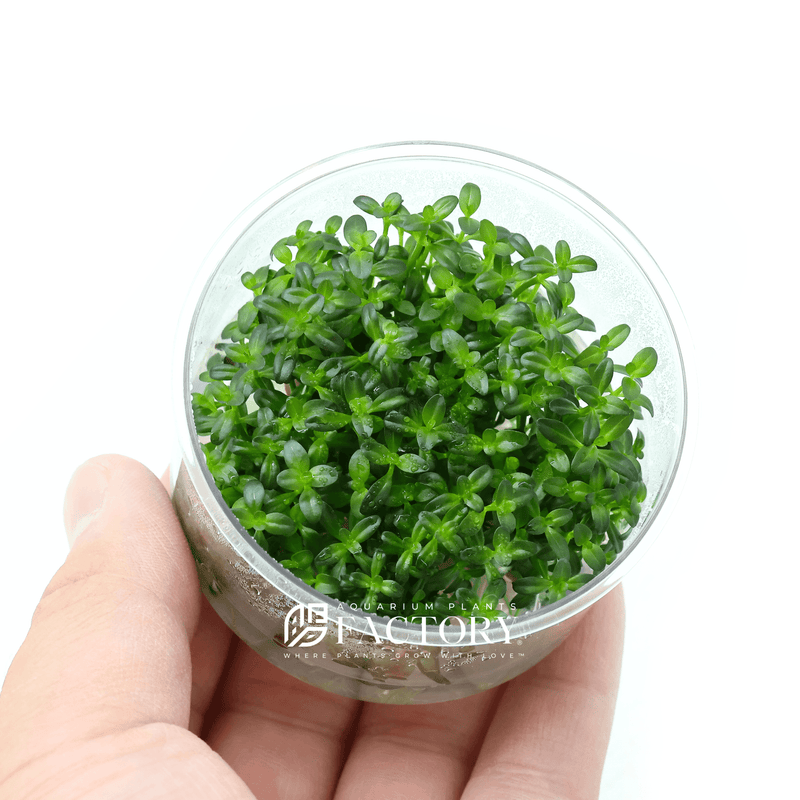 The versatility and beauty of Rotala ramosior &