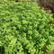 Rotala Rotundifolia Green - Aquarium Plants Factory