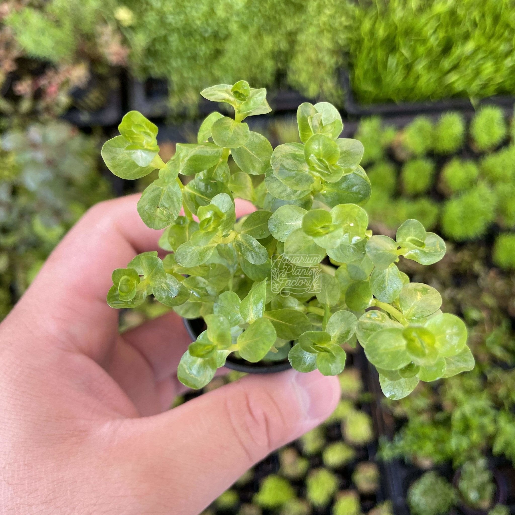 Rotala Rotundifolia Green - Aquarium Plants Factory