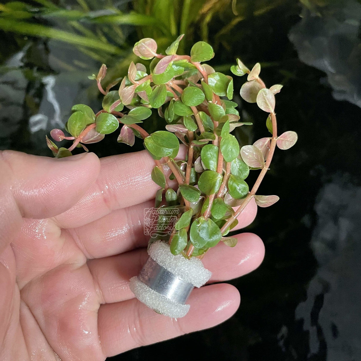 Rotala Rotundifolia 'Orange Juice', photo 2