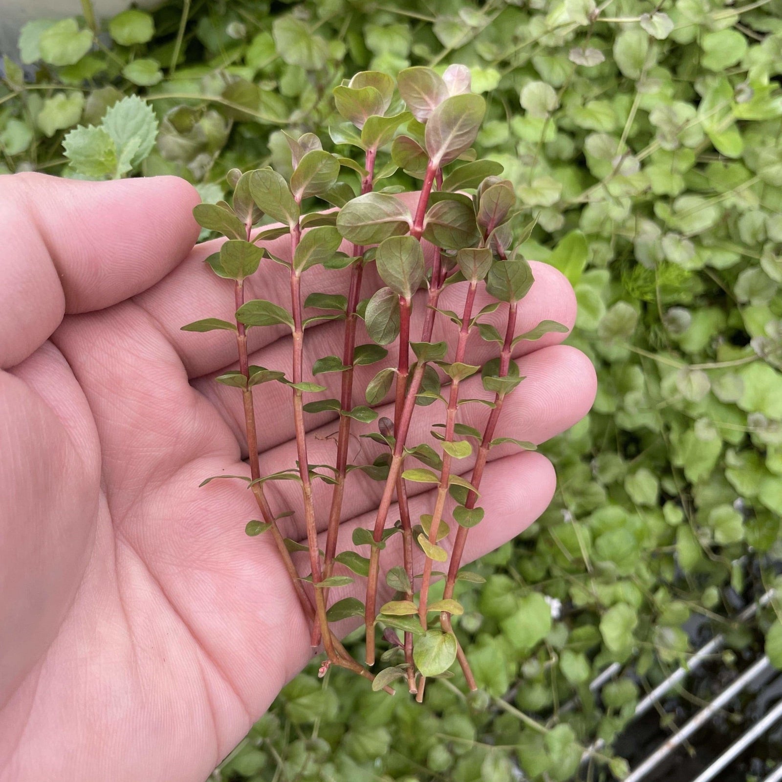 Rotala Rotundifolia 'Orange Juice' - Aquarium Plants Factory