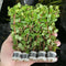 Rotala Rotundifolia Red - Aquarium Plants Factory
