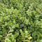 Rotala Rotundifolia Red - Aquarium Plants Factory