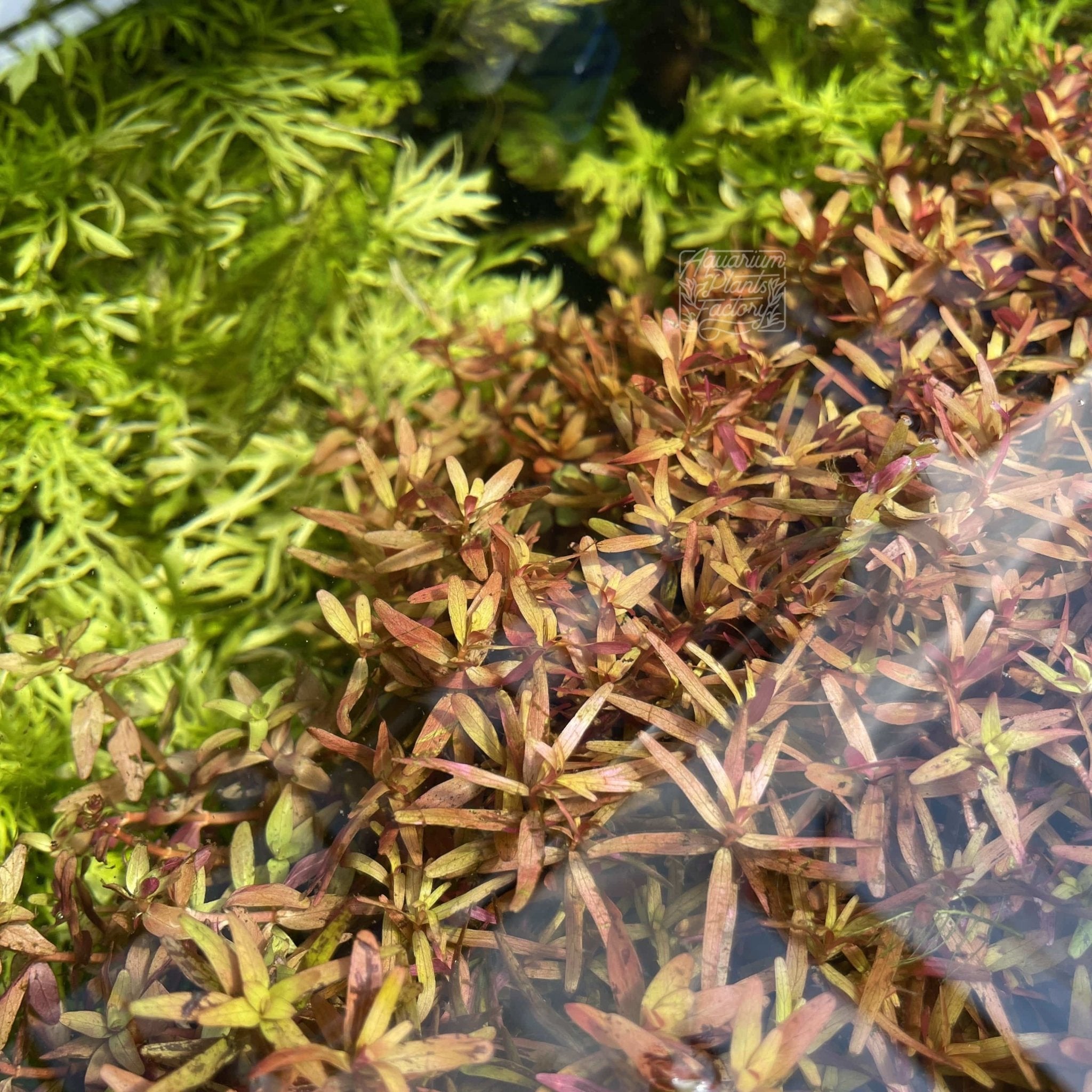 Rotala Rotundifolia Red - Aquarium Plants Factory