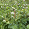 Rotala Rotundifolia Red - Aquarium Plants Factory