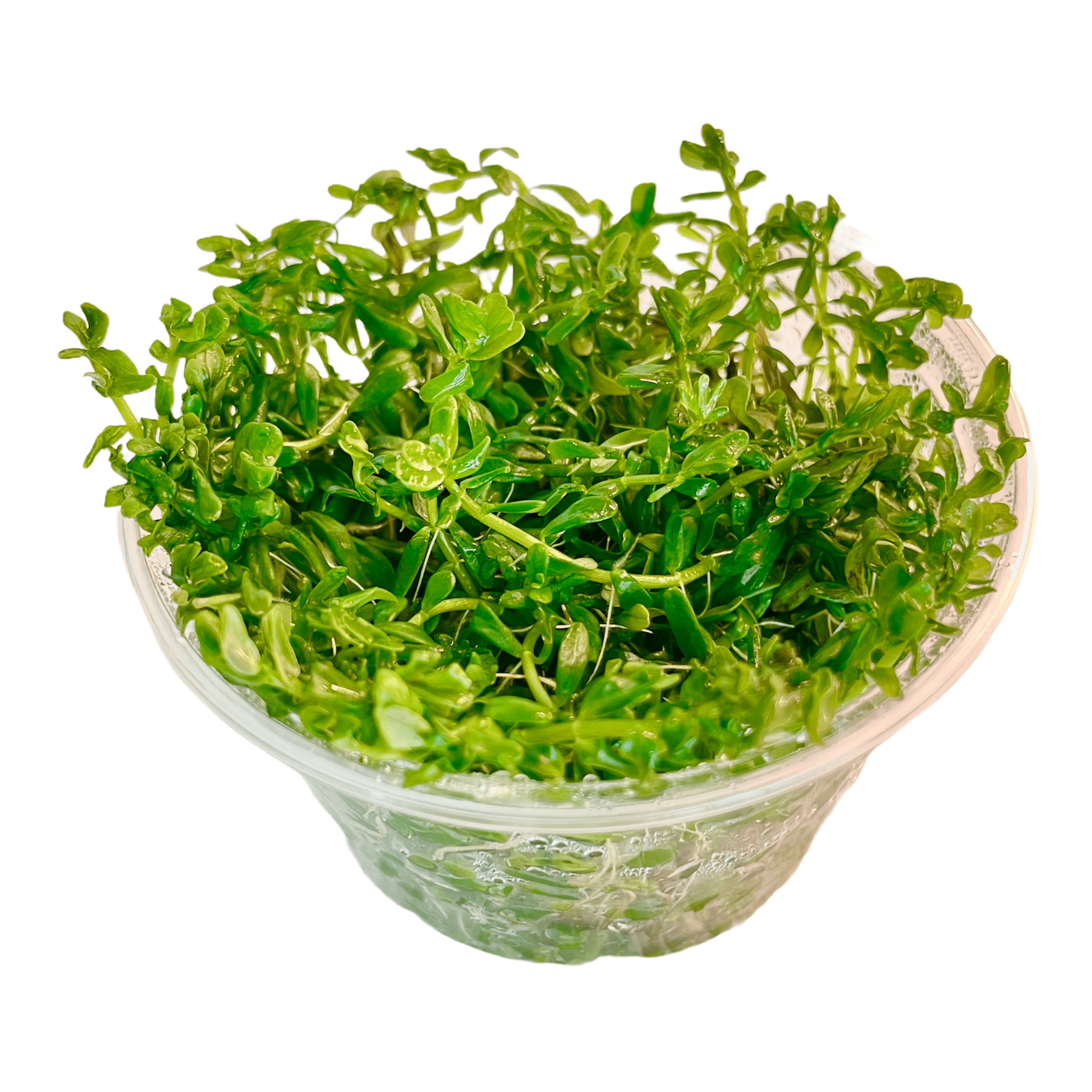 Rotala sp. Green - Tissue Culture Cup - Aquarium Plants Factory