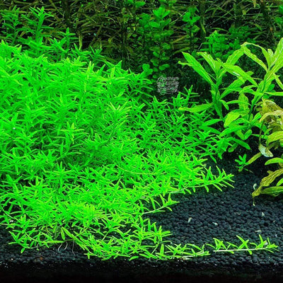 Rotala sp. Green - Tissue Culture Cup - Aquarium Plants Factory