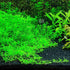 Rotala sp. Green - Tissue Culture Cup - Aquarium Plants Factory