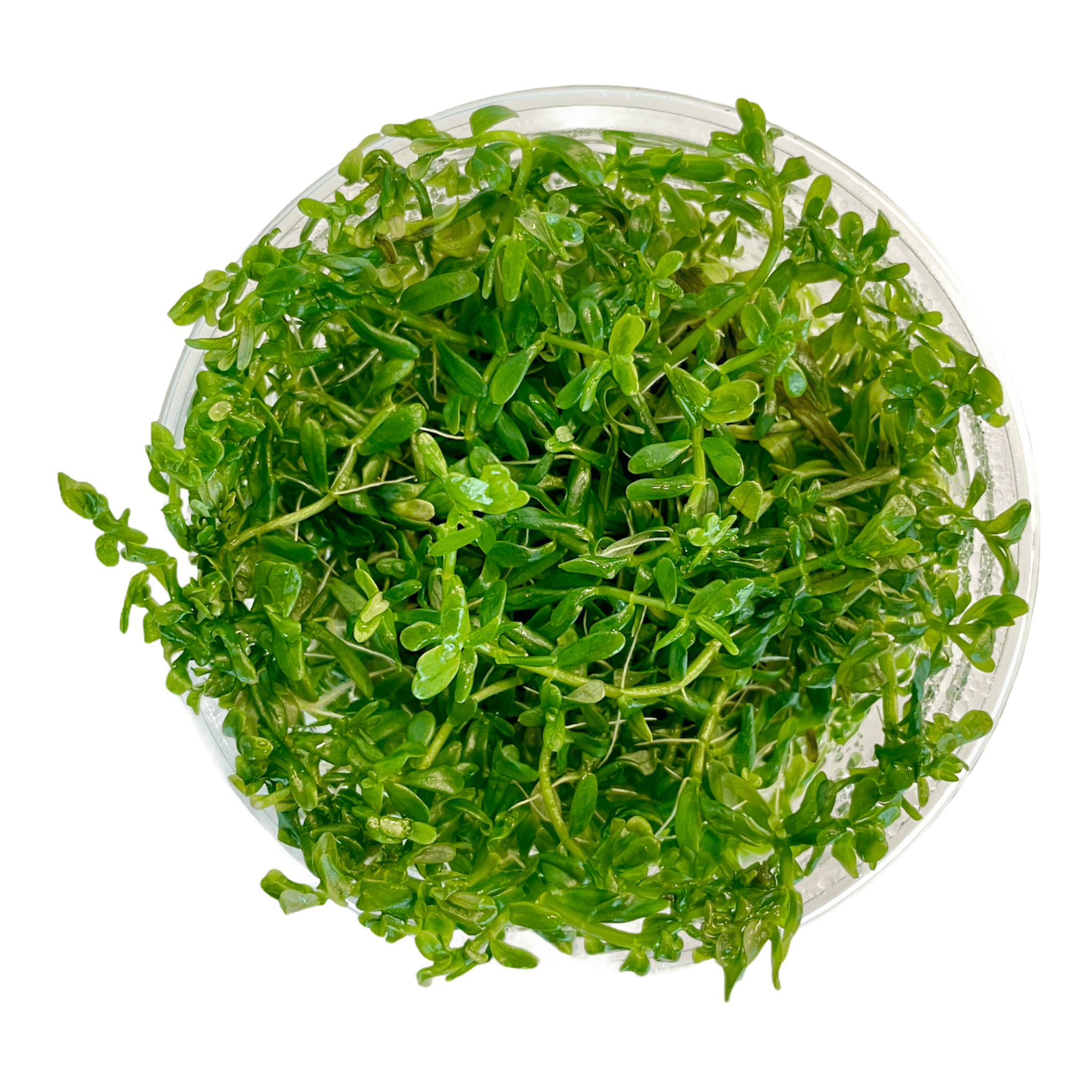 Rotala sp. Green - Tissue Culture Cup - Aquarium Plants Factory