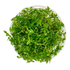 Rotala sp. Green - Tissue Culture Cup - Aquarium Plants Factory