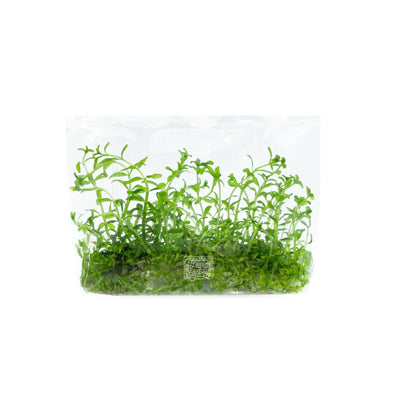 Rotala sp. Green - Tissue Culture Cup - Aquarium Plants Factory