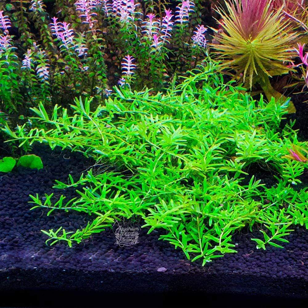 Rotala sp. Green - Tissue Culture Cup - Aquarium Plants Factory