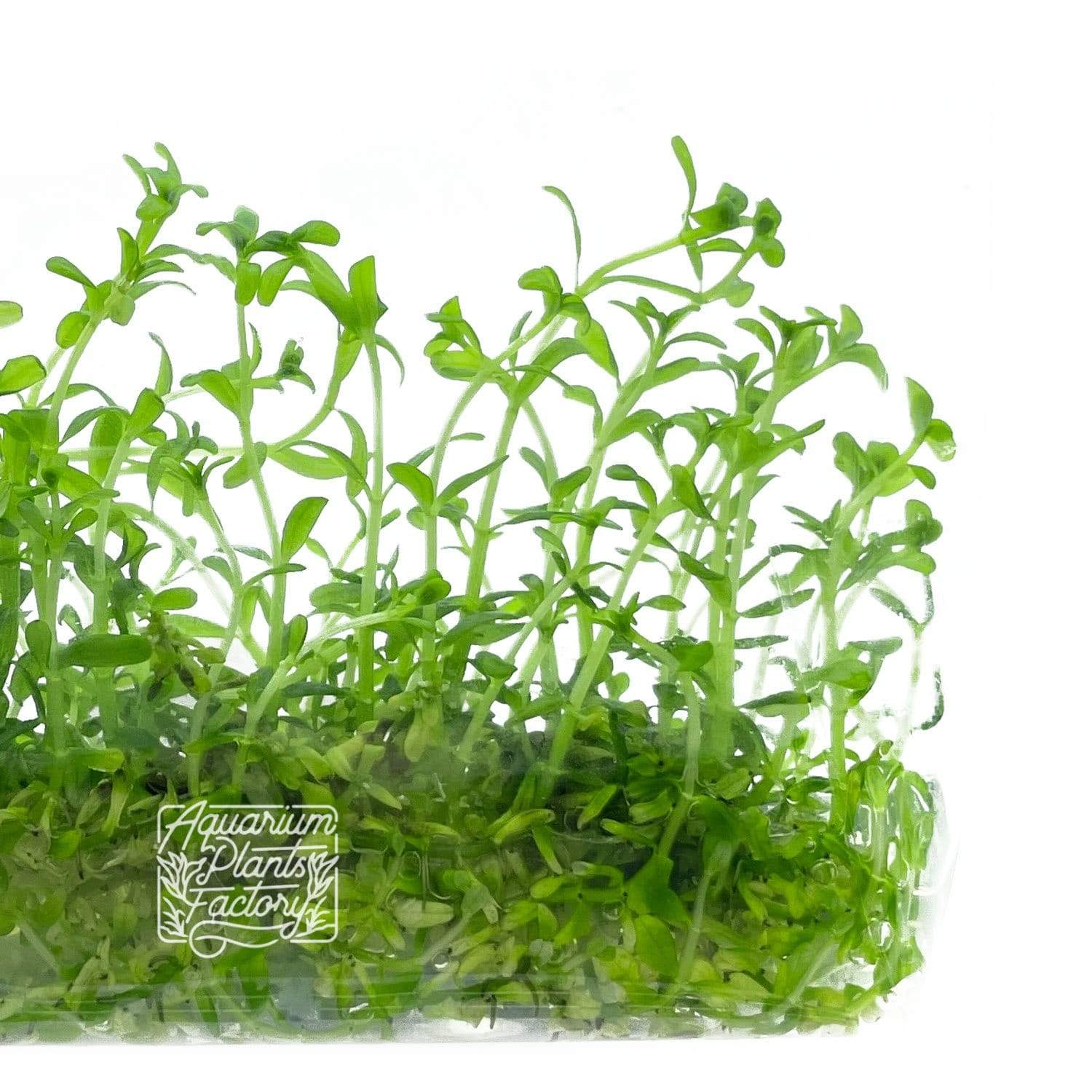 Rotala sp. Green - Tissue Culture Cup - Aquarium Plants Factory