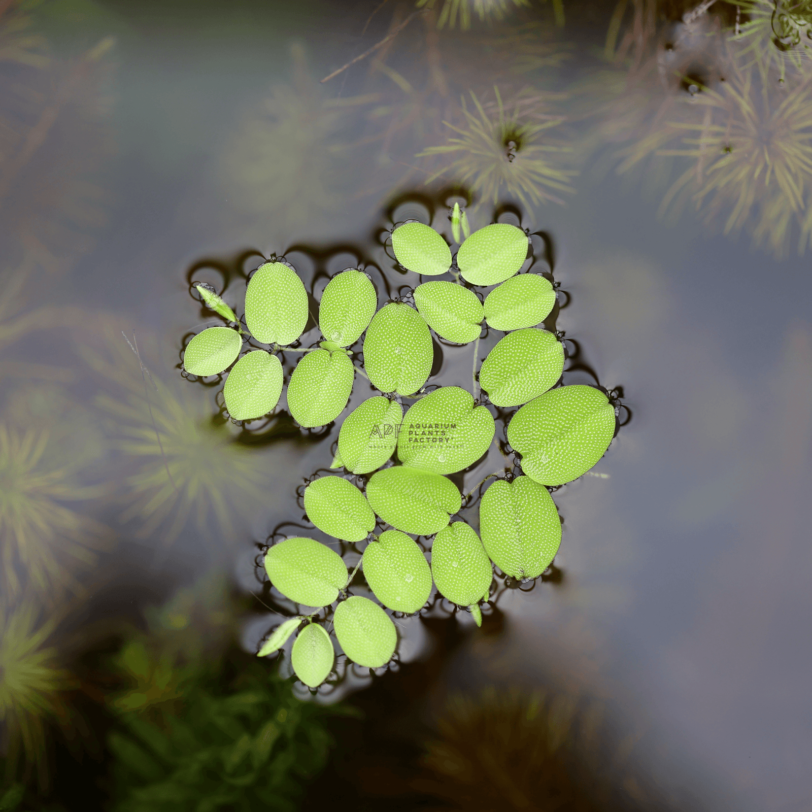 Salvinia Minima | Floating Plants for Pond, Water Gardens |  Aquarium Plants Factory