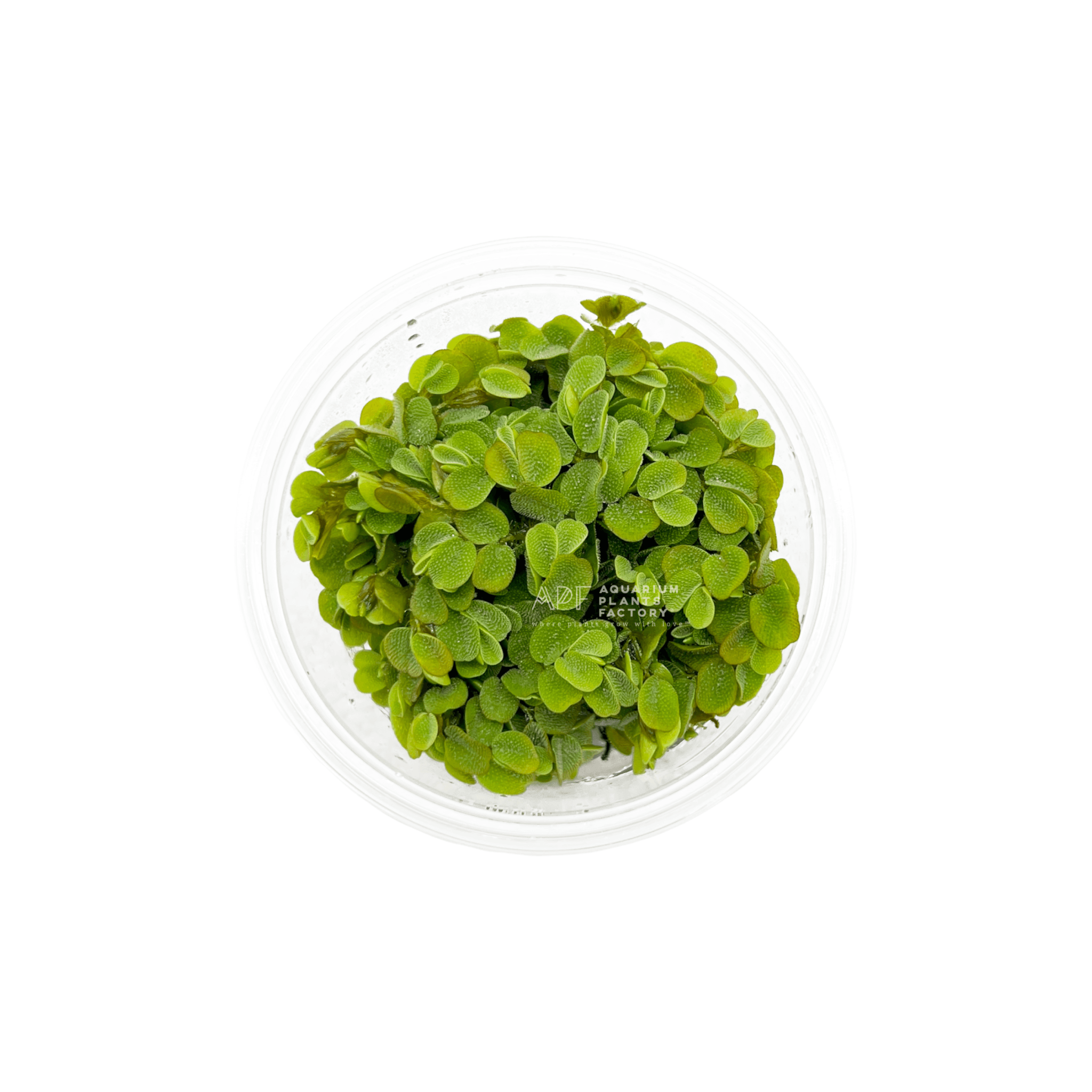 Salvinia Minima Tissue Culture  | Floating Plants for Pond, Water Gardens |  Aquarium Plants Factory