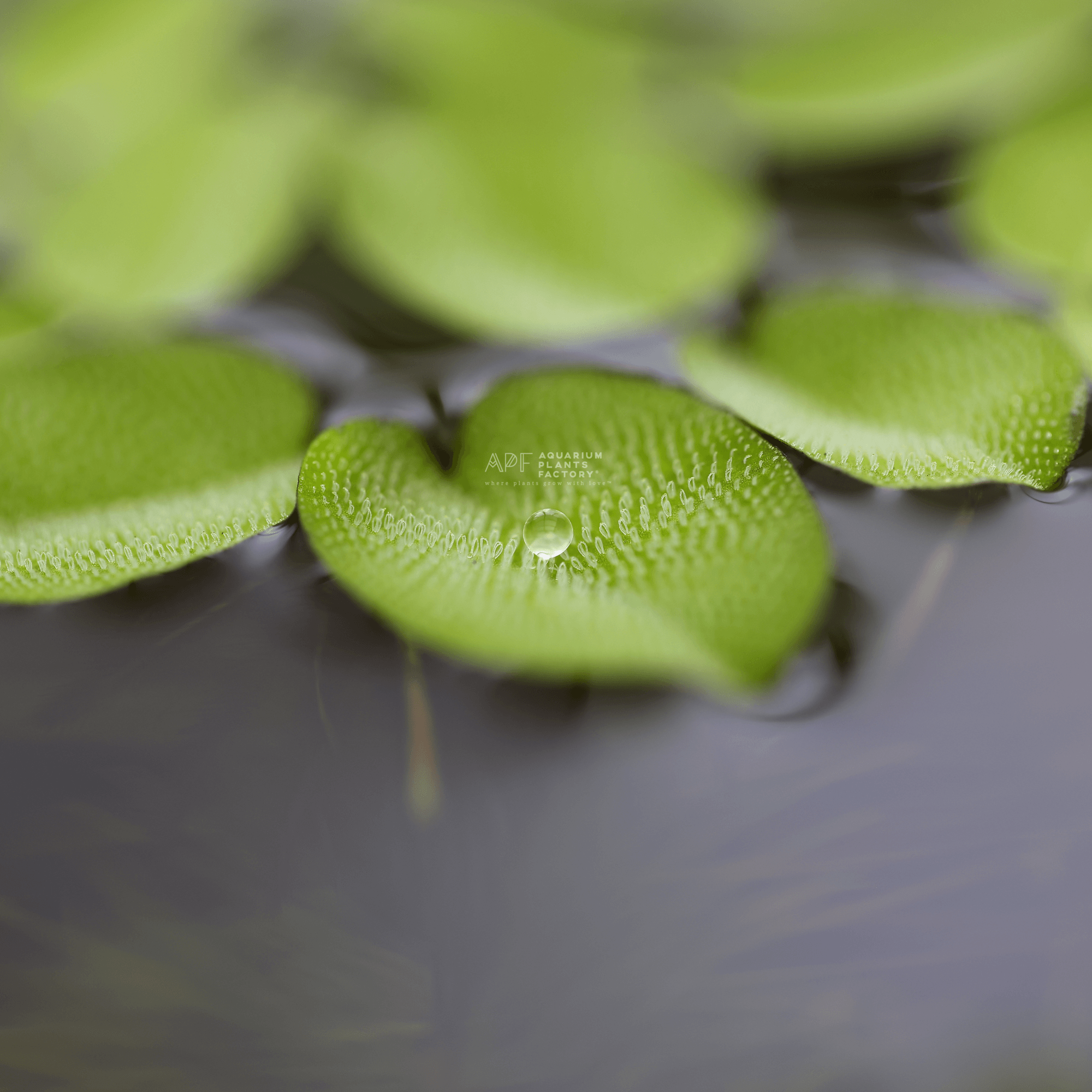 Salvinia Minima | Floating Plants for Pond, Water Gardens |  Aquarium Plants Factory