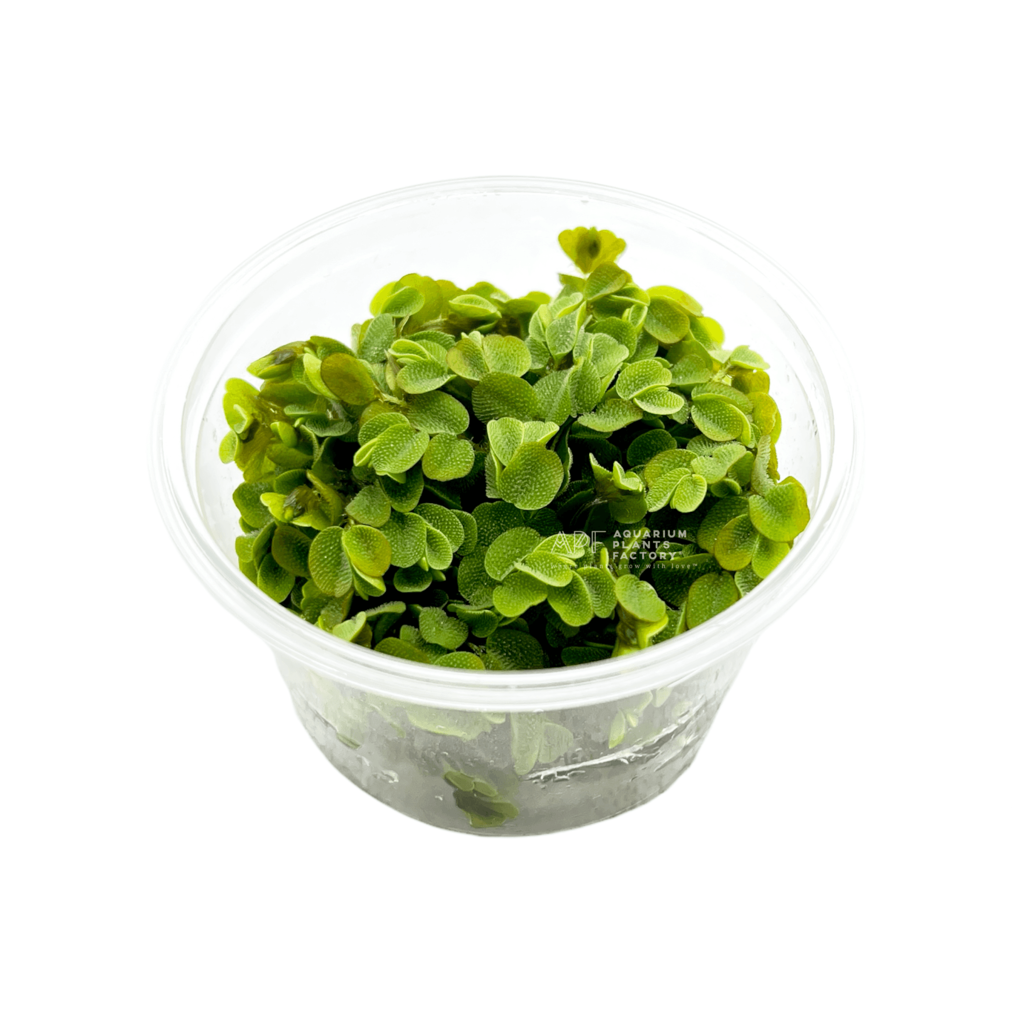 Salvinia Minima in Vitro Tissue Culture | Floating Plants for Pond, Water Gardens | Aquarium Plants Factory