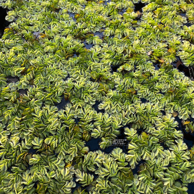 Salvinia Natans, also known as Floating Watermoss, is a versatile and attractive floating plant that can add a touch of natural beauty to any aquarium or pond. With its small, oval leaves covered in fine hairs, this plant provides a unique texture and aesthetic appeal. Salvinia Natans is known for its fast growth rate and ability to thrive in various water conditions, making it an excellent choice for both beginners and experienced aquarists.