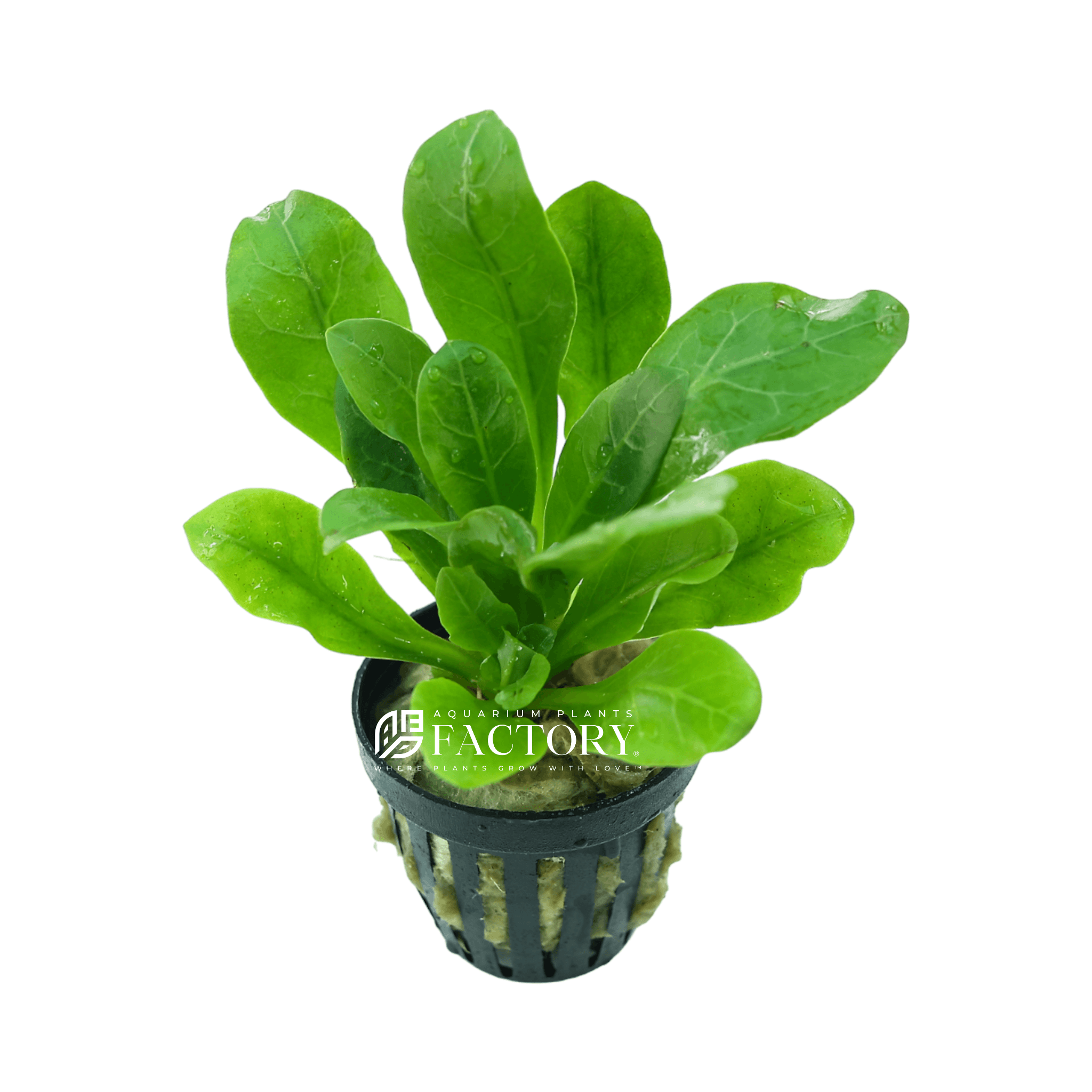 Samolus valerandi Potted / Samolus parviflorus / Samolus floribundus Rare Aquarium Plants Factory®