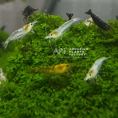 Snowball Shrimp - Aquarium Plants Factory