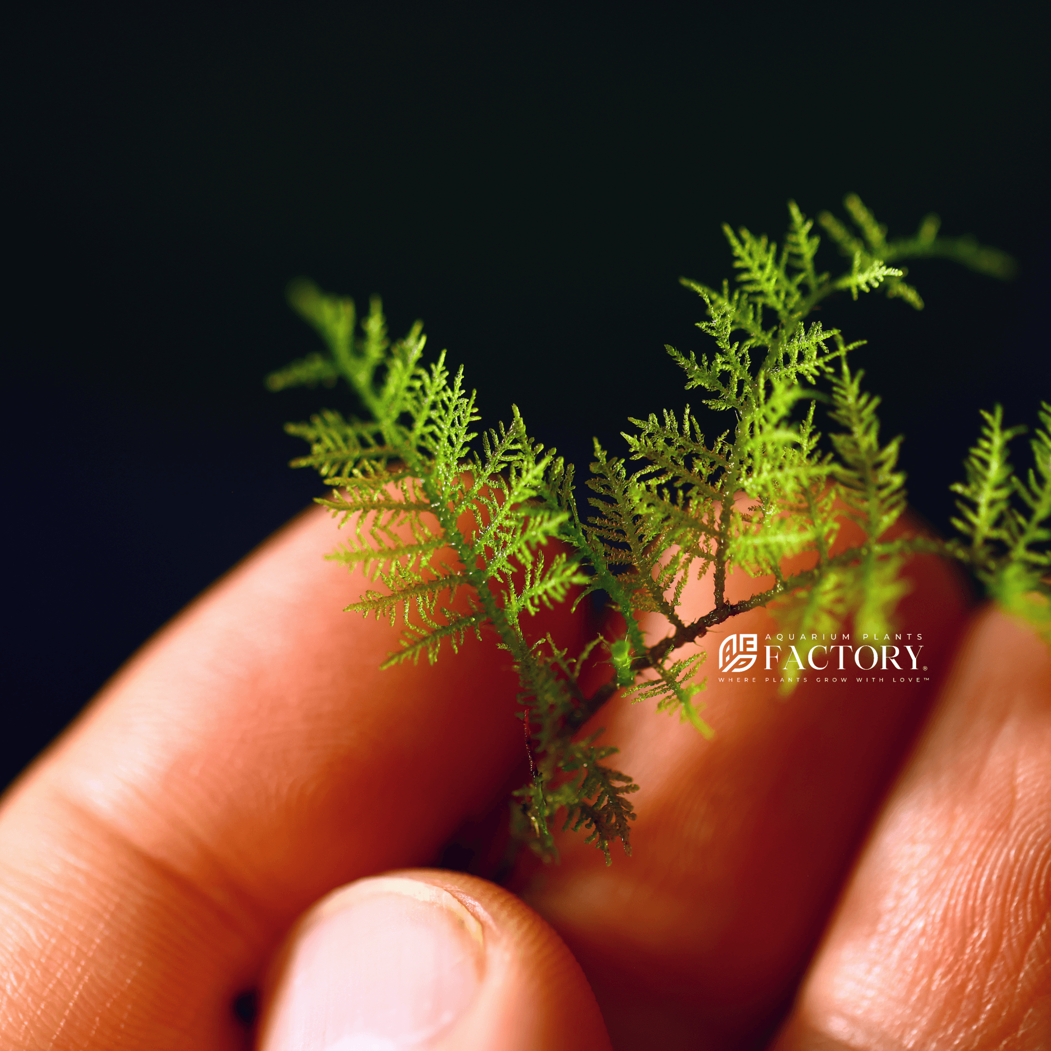 Snowflake Moss Rare Aquatic Moss APF Aquarium Plants Factory®