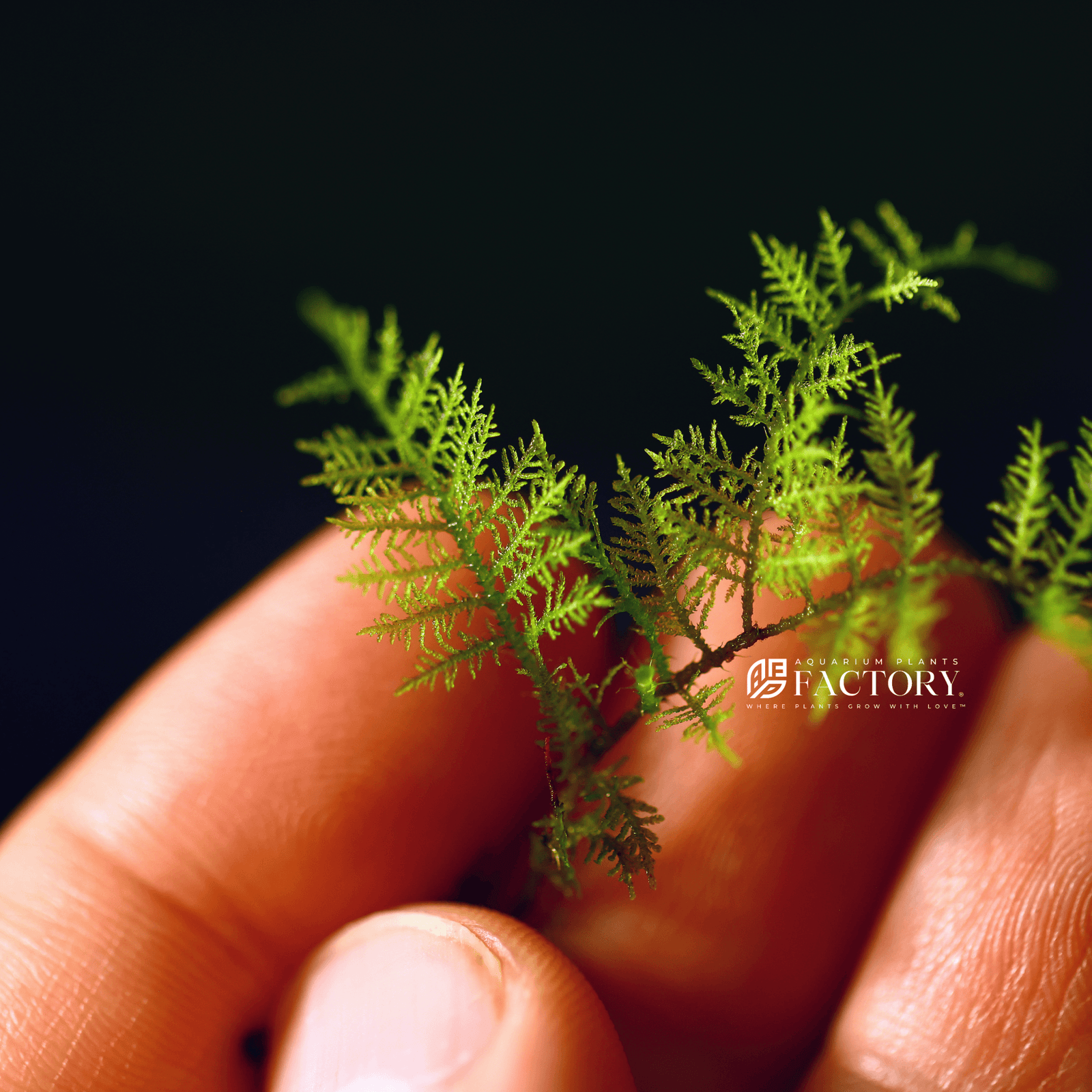 Snowflake Moss Rare Aquatic Moss APF Aquarium Plants Factory®