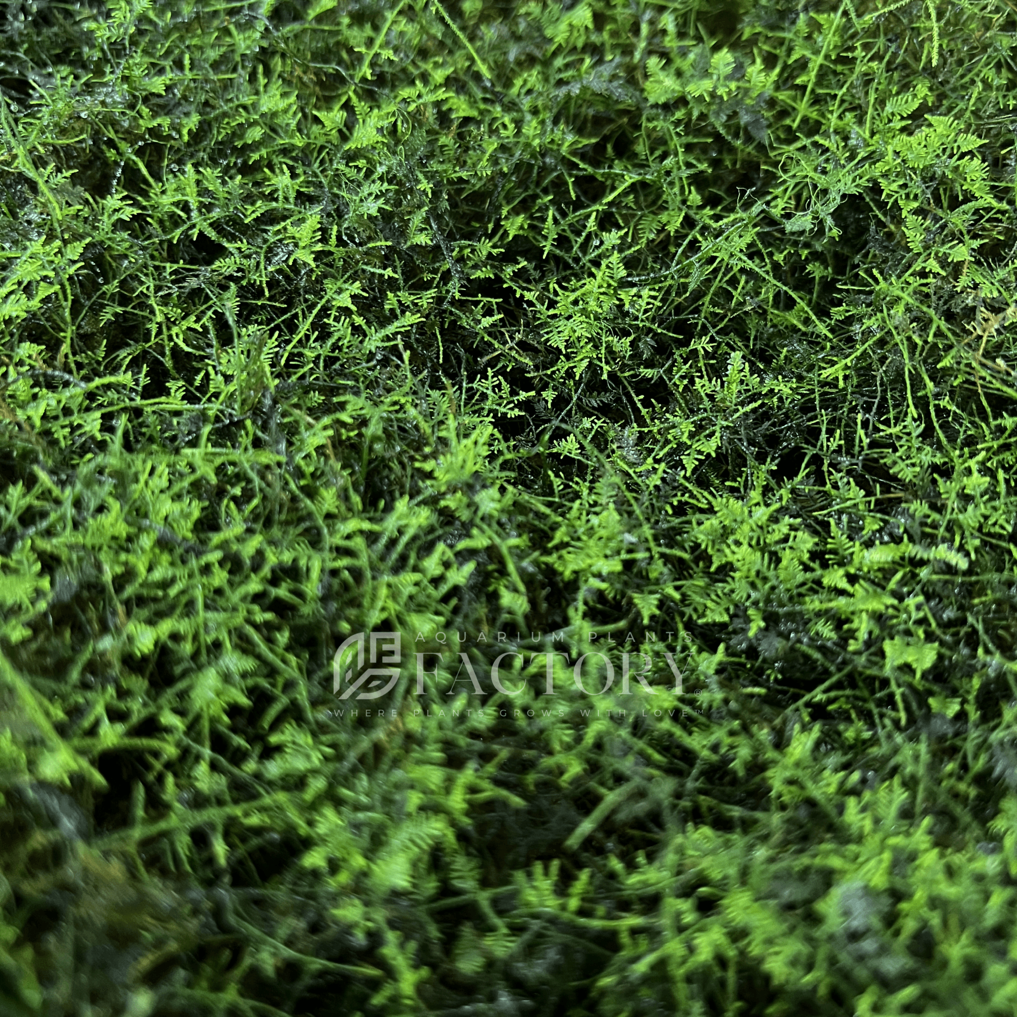 Snowflake Moss Rare Aquatic Moss APF Aquarium Plants Factory®