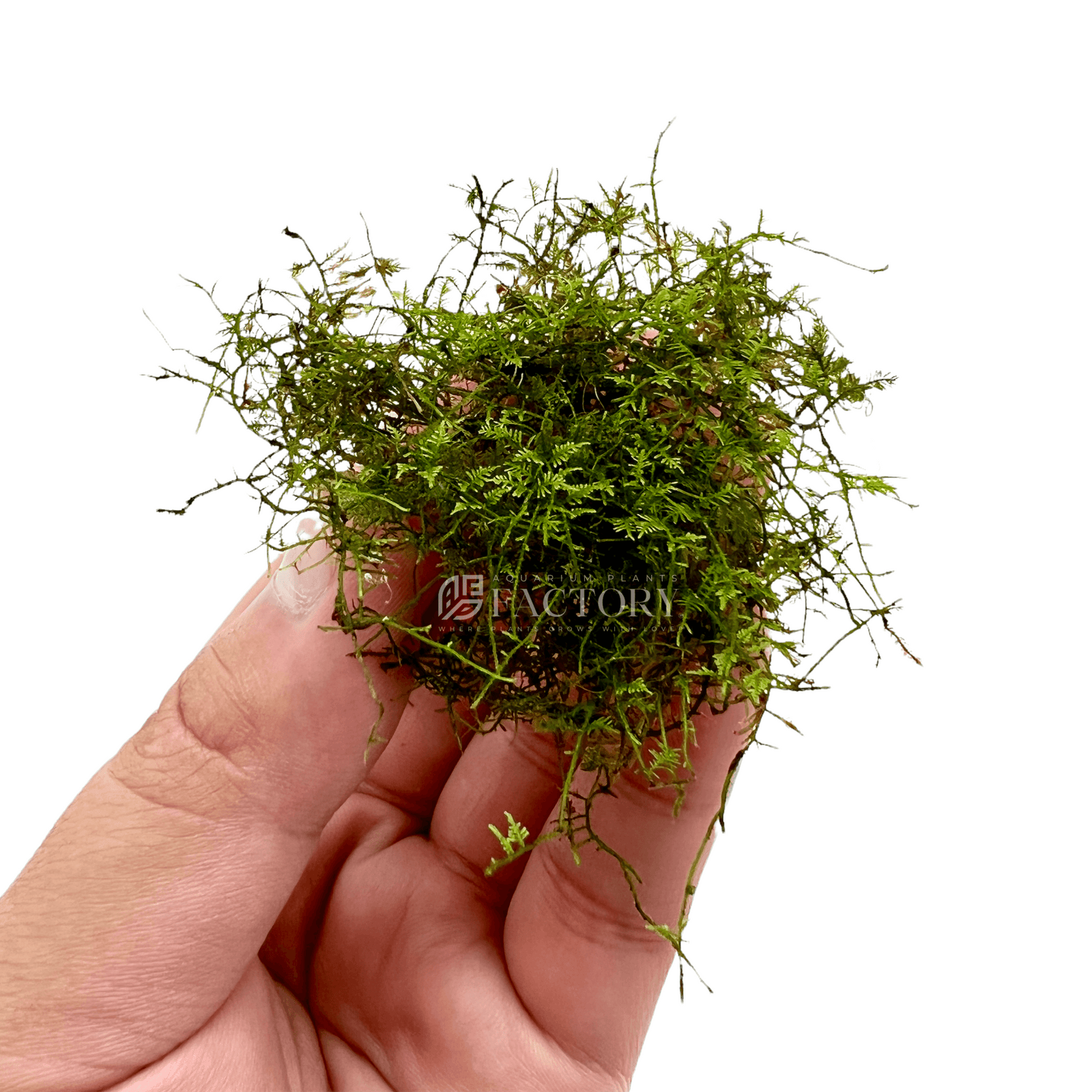 Snowflake Moss Rare Aquatic Moss APF Aquarium Plants Factory®