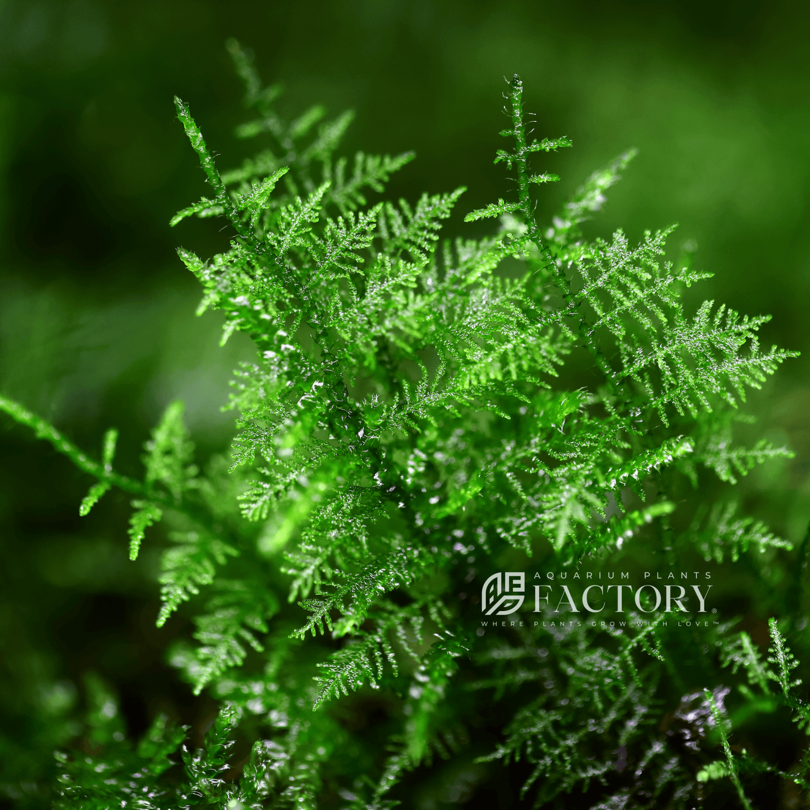 Snowflake Moss Rare Aquatic Moss APF Aquarium Plants Factory®