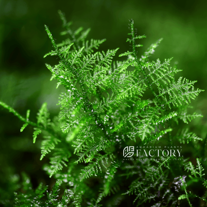 Live Fern Moss For Sale