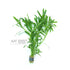 Stargrass - Aquarium Plants Factory