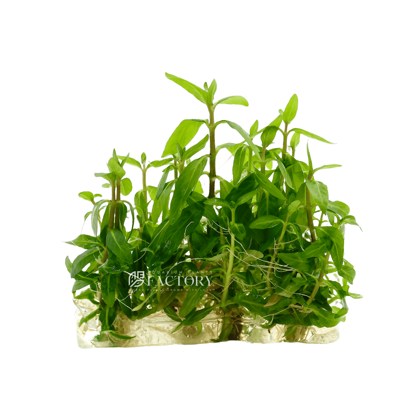 Staurogyne Repens is a popular and versatile aquarium plant that makes an ideal choice for the foreground of any aquascape. Known for its vibrant green leaves and compact growth habit, this hardy plant creates a lush, carpet-like effect in freshwater aquariums, enhancing the natural beauty of your aquatic landscape