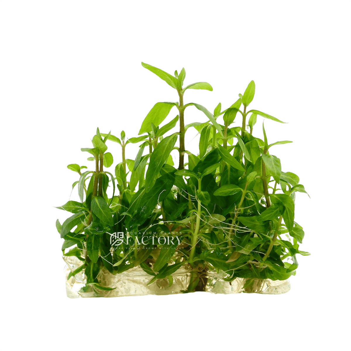 Staurogyne Repens Vitro Culture aquarium plant