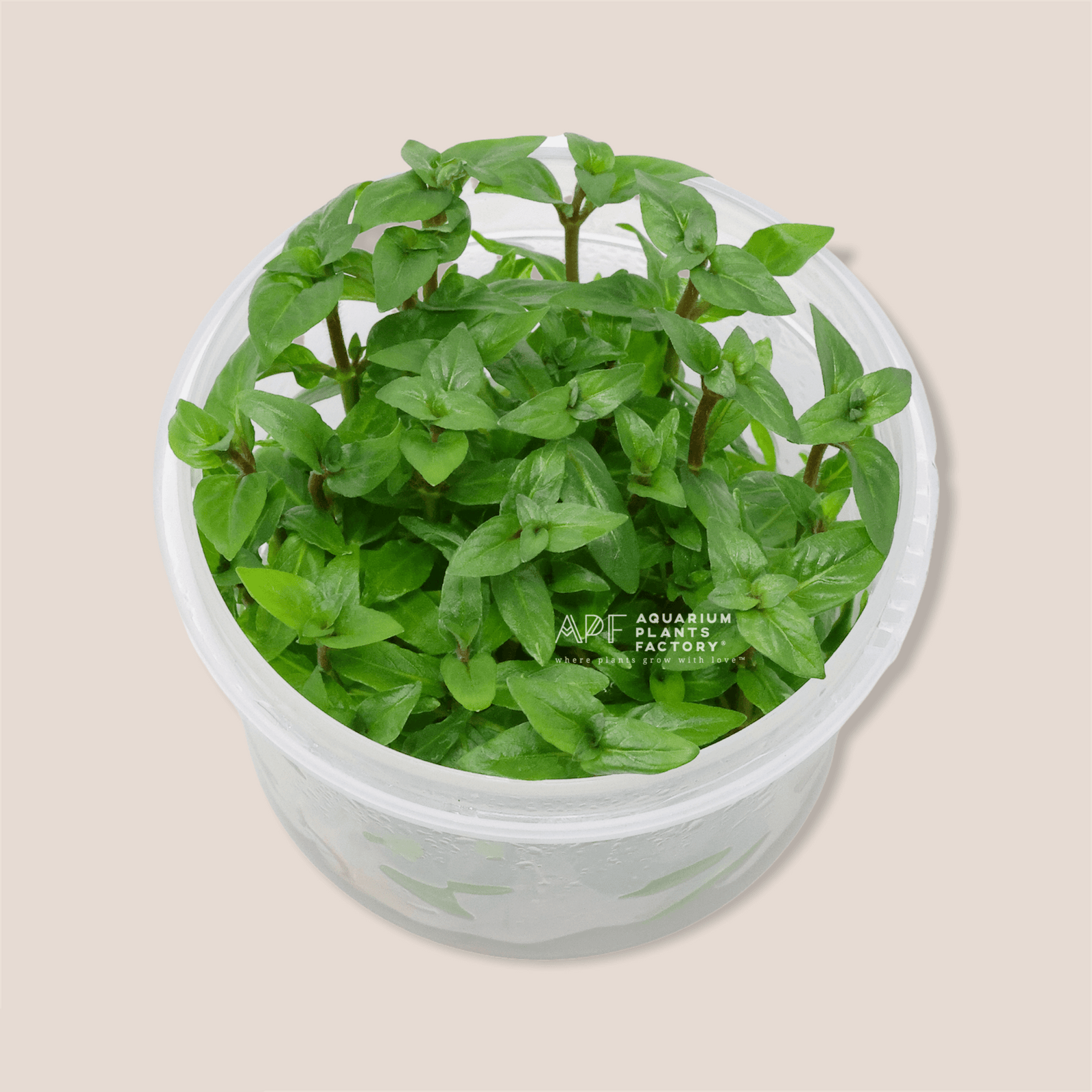 Staurogyne Repens - Tissue Culture Cup - Aquarium Plants Factory