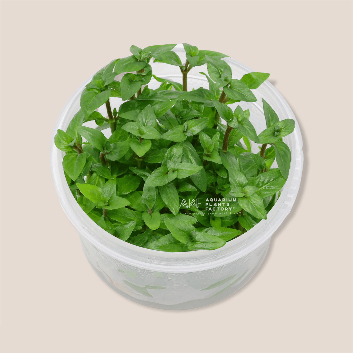 Staurogyne Repens - Tissue Culture Cup, photo 7