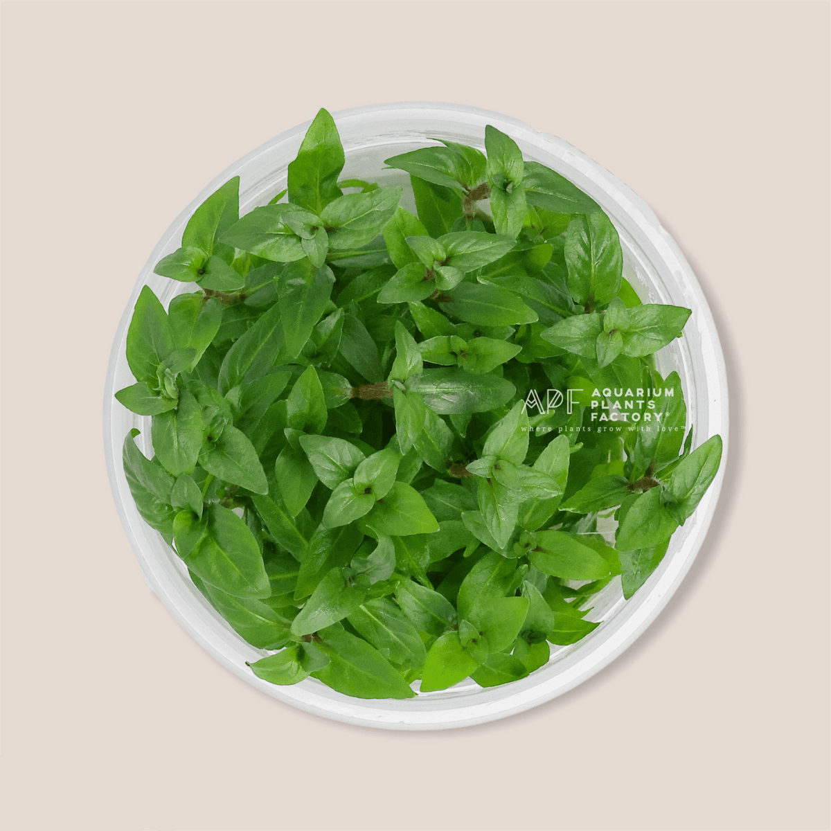 Staurogyne Repens - Tissue Culture Cup, photo 8