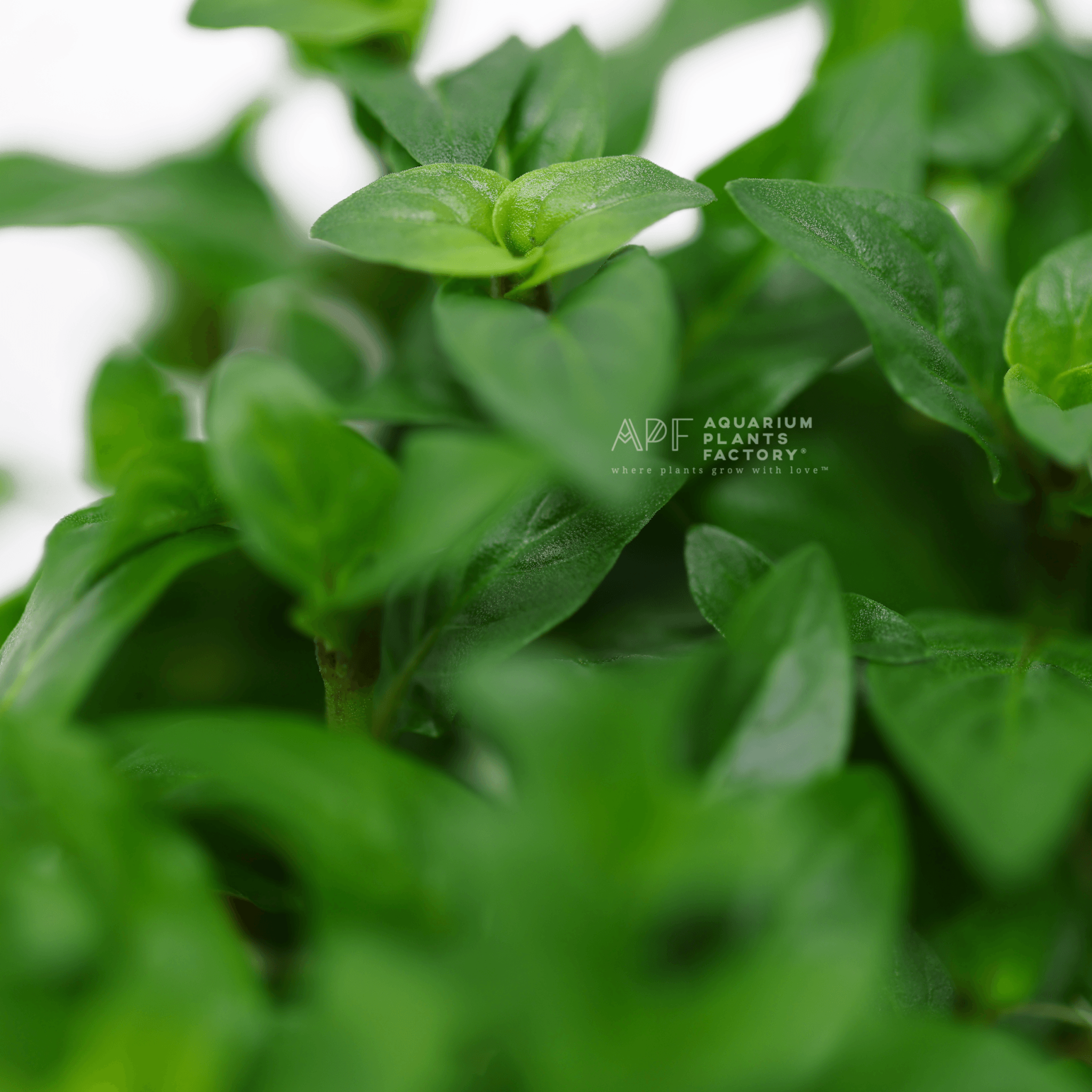 Staurogyne Repens - Tissue Culture Cup - Aquarium Plants Factory