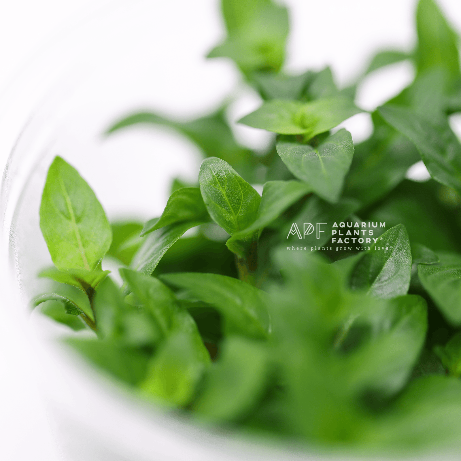 Staurogyne Repens - Tissue Culture Cup - Aquarium Plants Factory