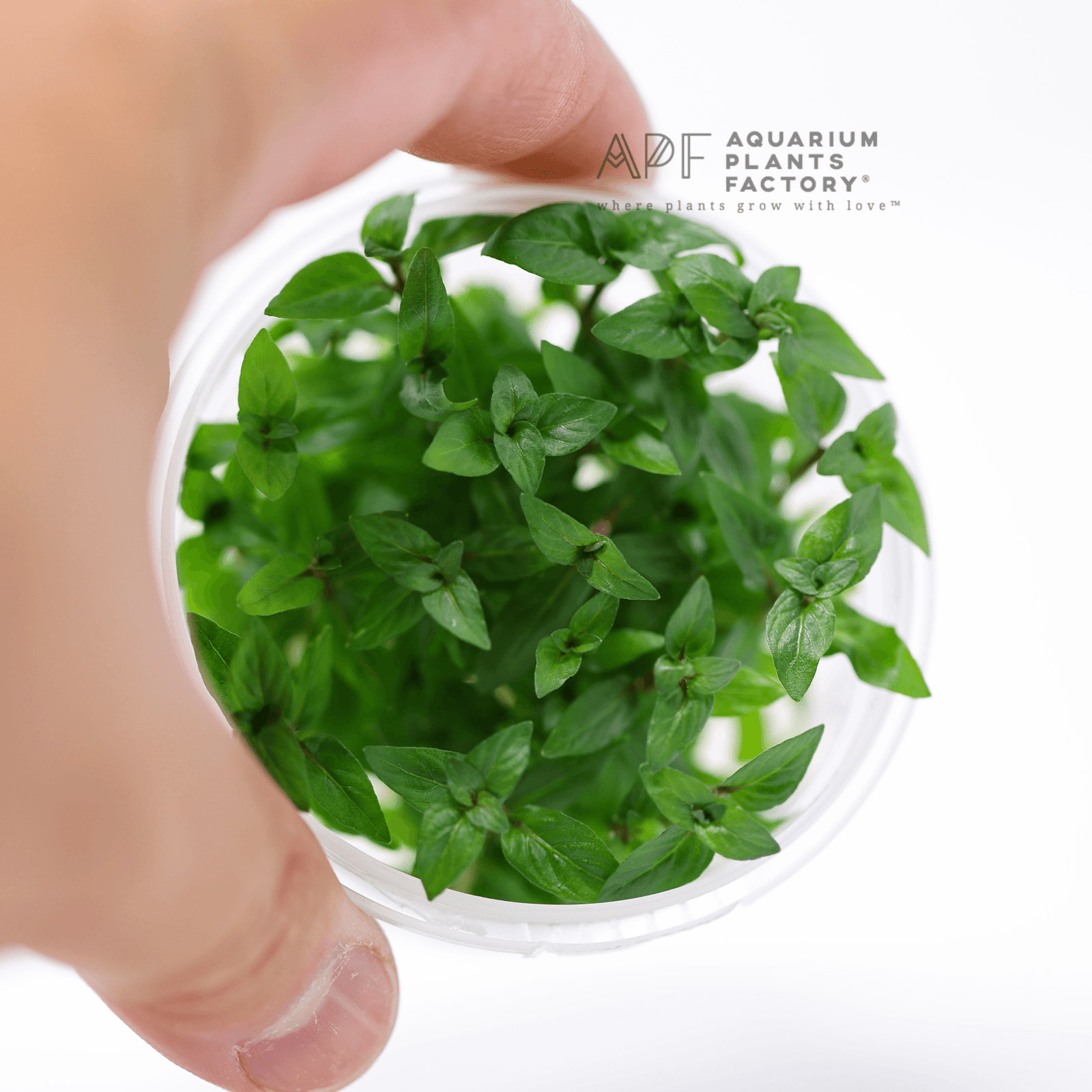 Staurogyne Repens - Tissue Culture Cup - Aquarium Plants Factory