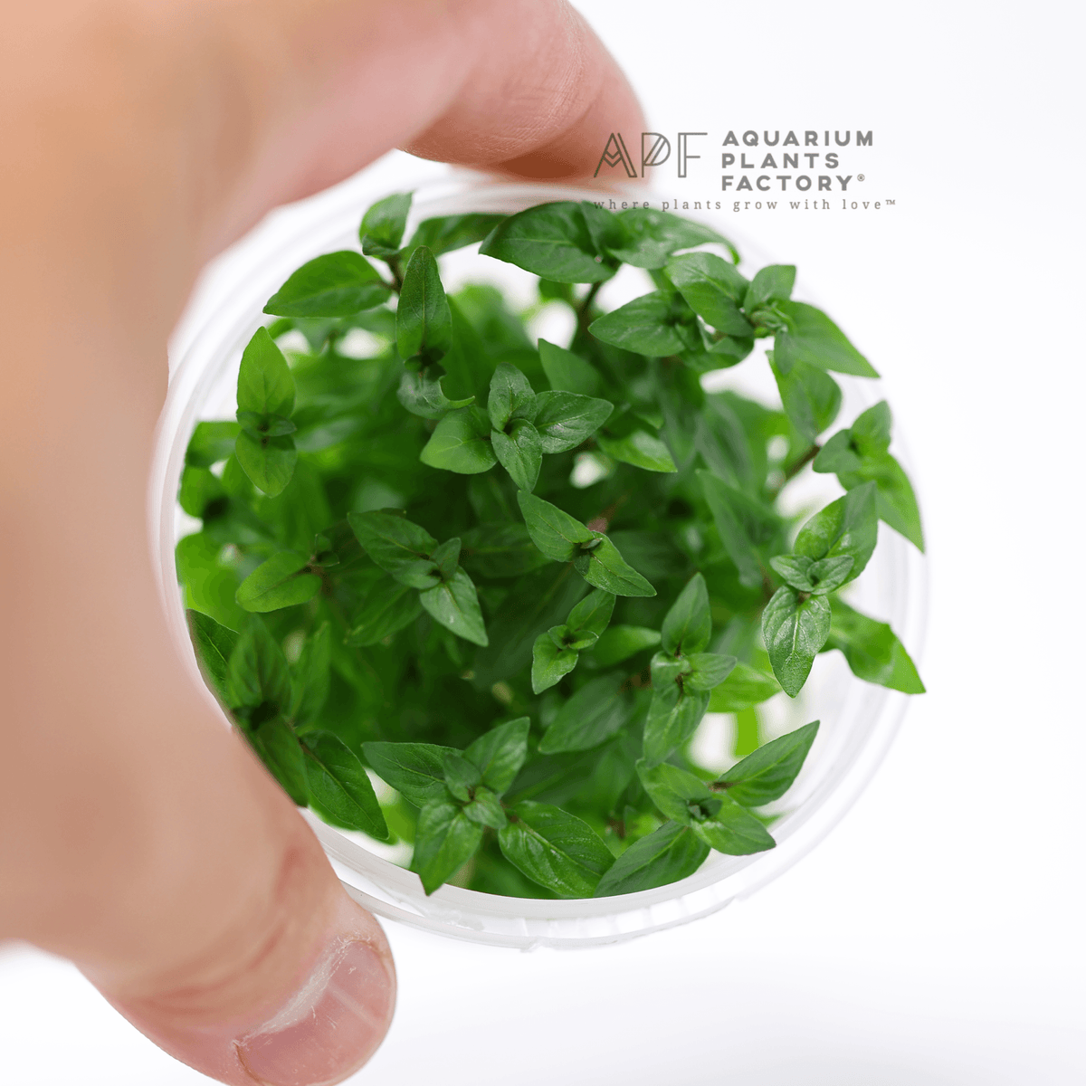 Staurogyne Repens - Tissue Culture Cup, photo 5
