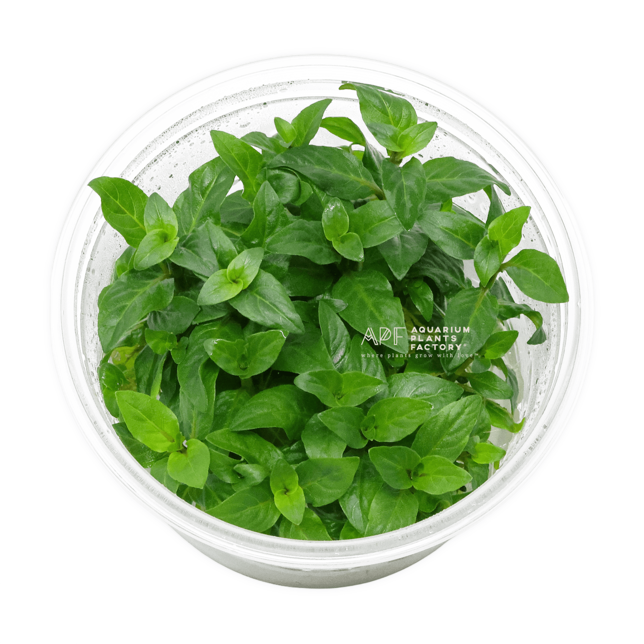 Staurogyne Repens - Tissue Culture Cup - Aquarium Plants Factory