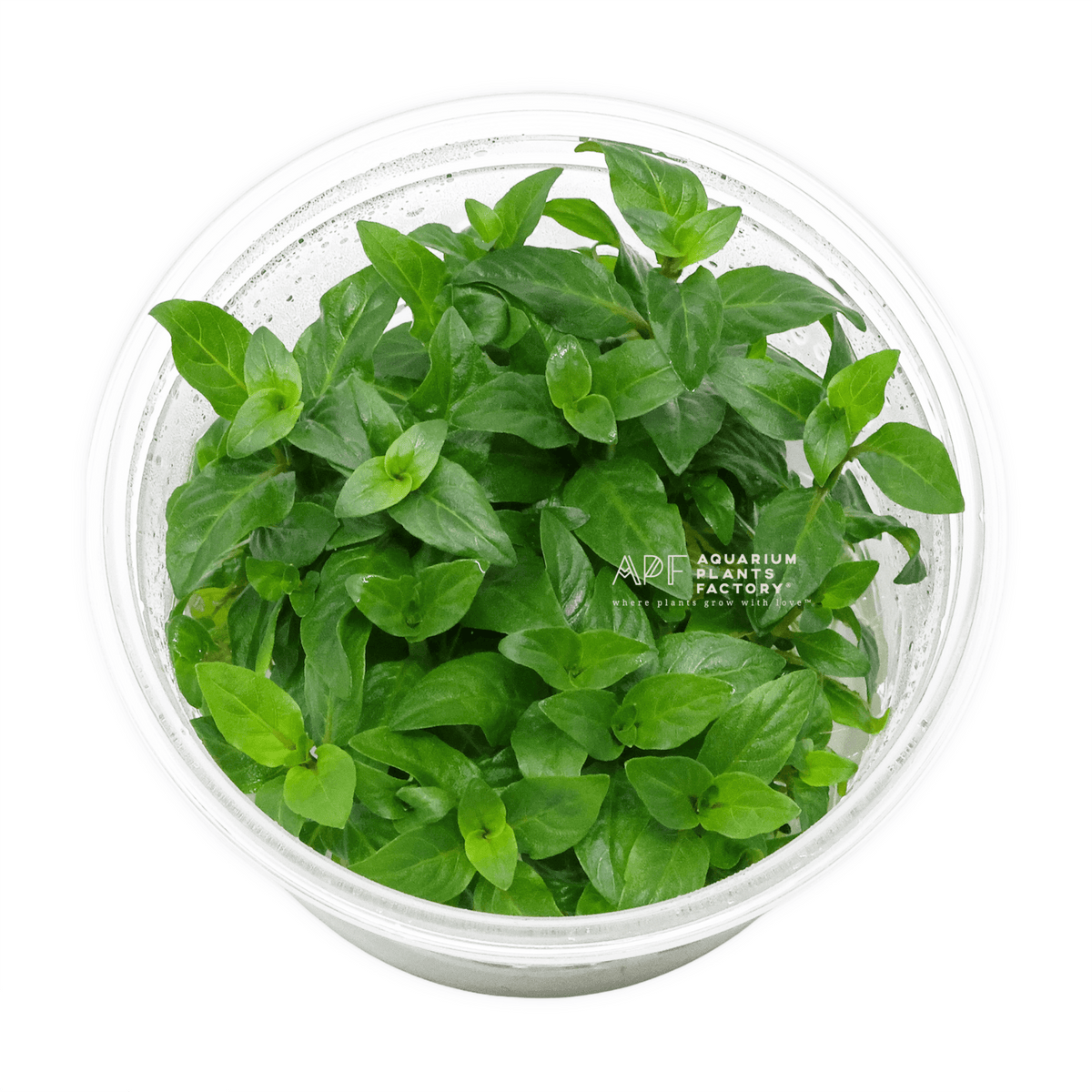 Staurogyne Repens - Tissue Culture Cup, photo 6