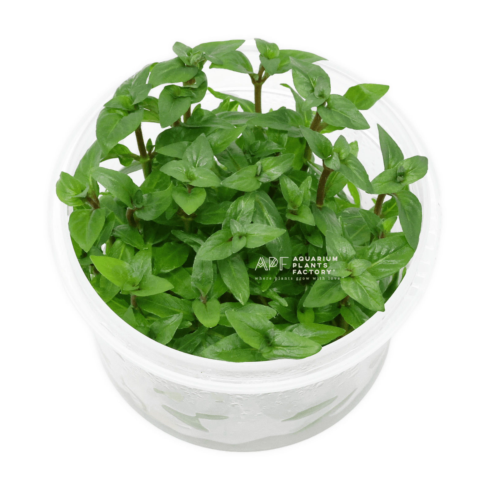 Staurogyne Repens - Tissue Culture Cup - Aquarium Plants Factory